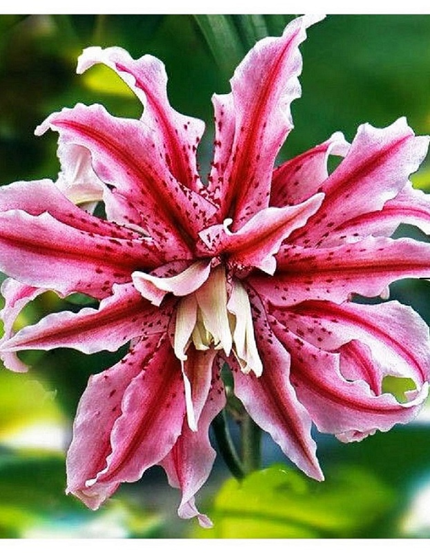 Лилия Мэджик Стар (Волшебная звезда)